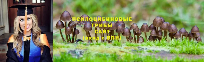 Галлюциногенные грибы Psilocybine cubensis  как найти наркотики  кракен ТОР  Макушино 